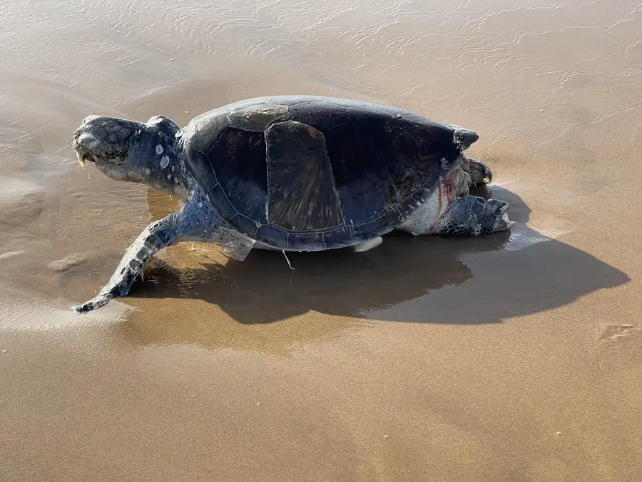 Angola Gallery Image 85