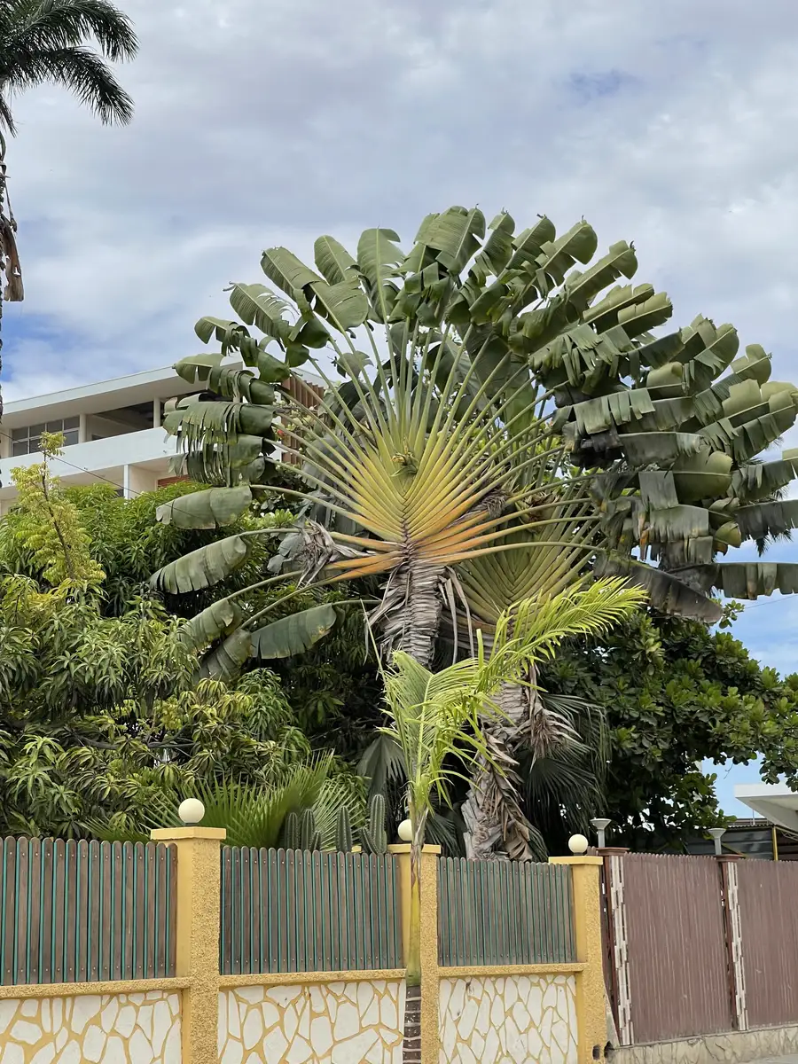 Angola Gallery Image 93